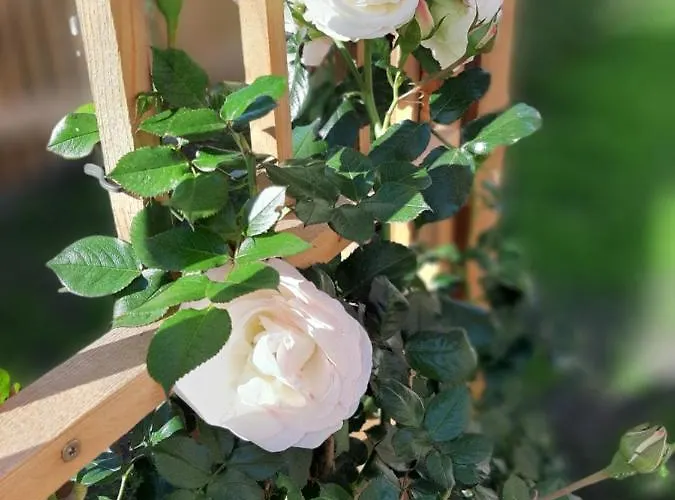 Tonis * Bad Goisern am Hallstättersee