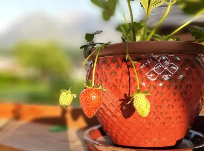 Tonis * Bad Goisern am Hallstättersee