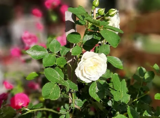 아파트 Tonis 바드고이세른